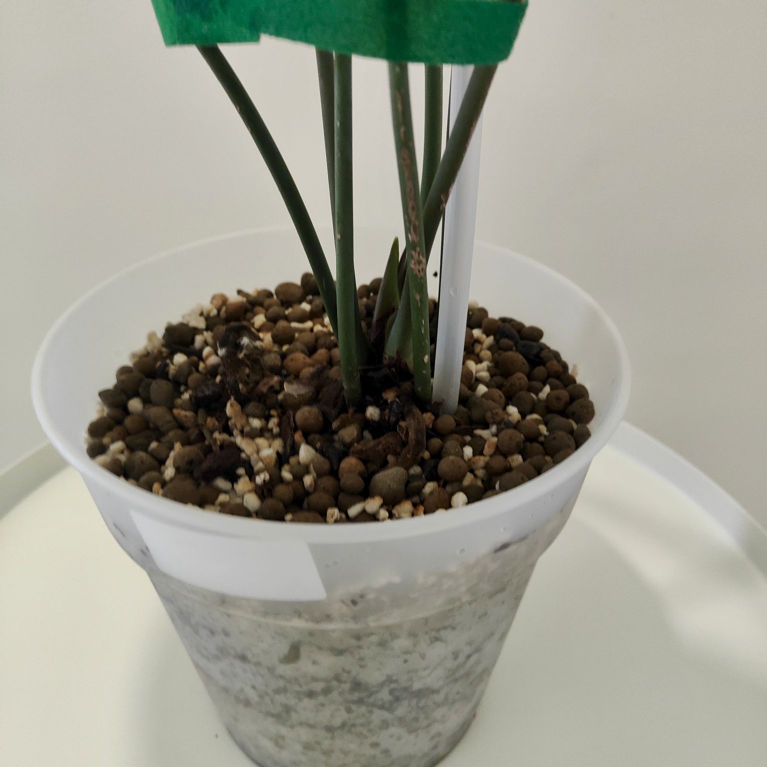 Anthurium clarinervium // planta interior