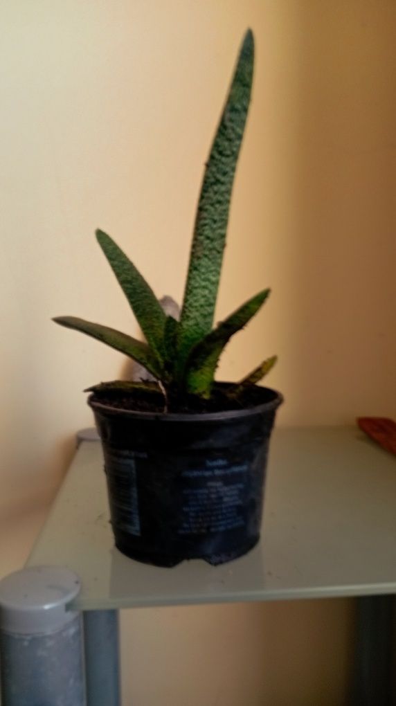 Vendo suculentas e plantas