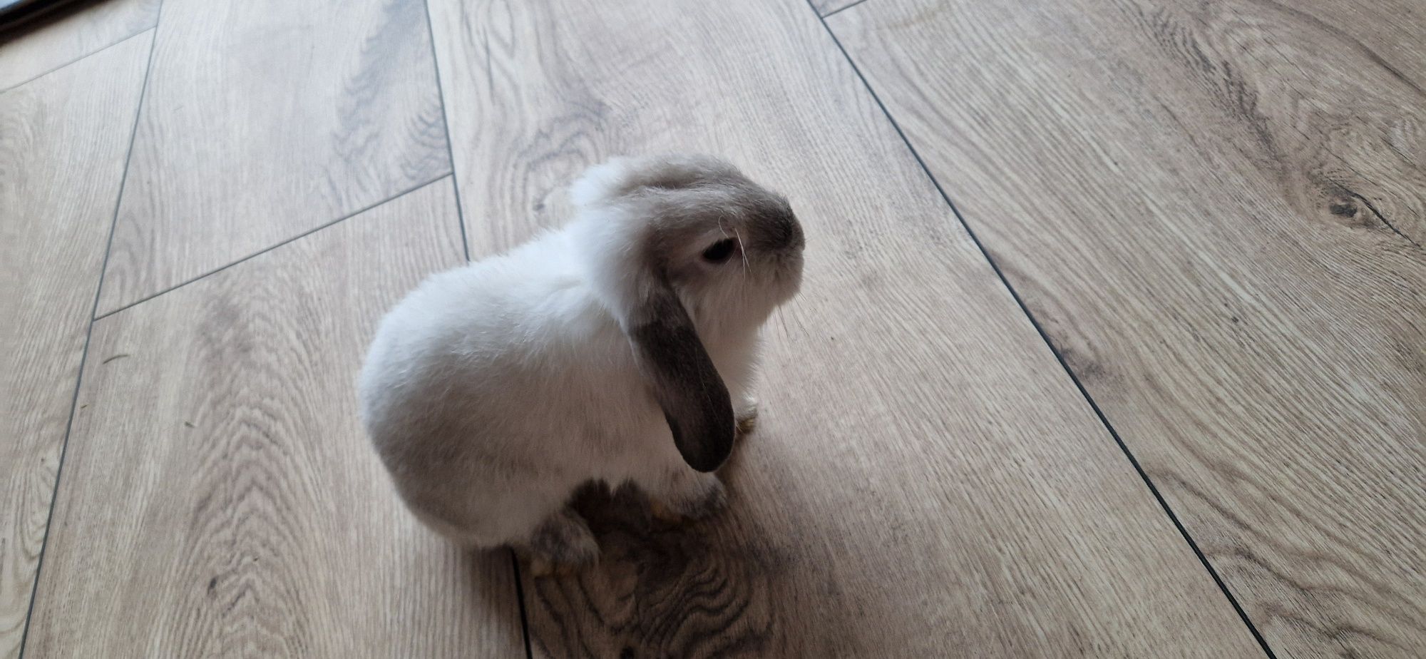 Mini lop samczyk