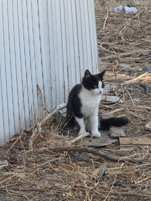 Gatinhos  para adoção