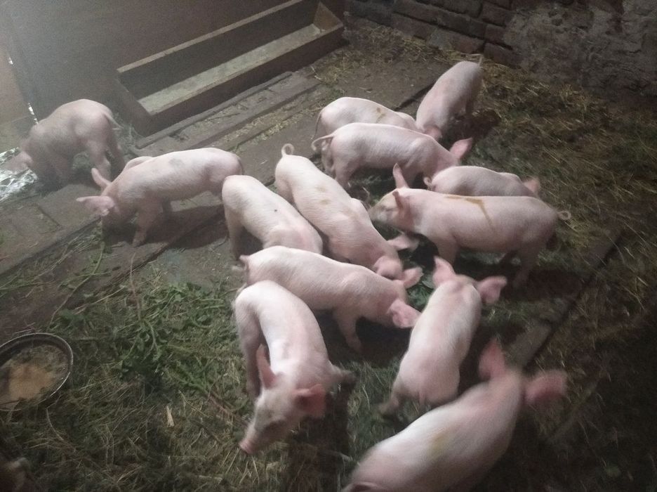Продам білих поросяток, всі питання по телефону