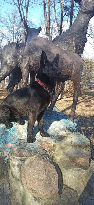 Цуценята німецької вівчарки  чорного окрасу!!!