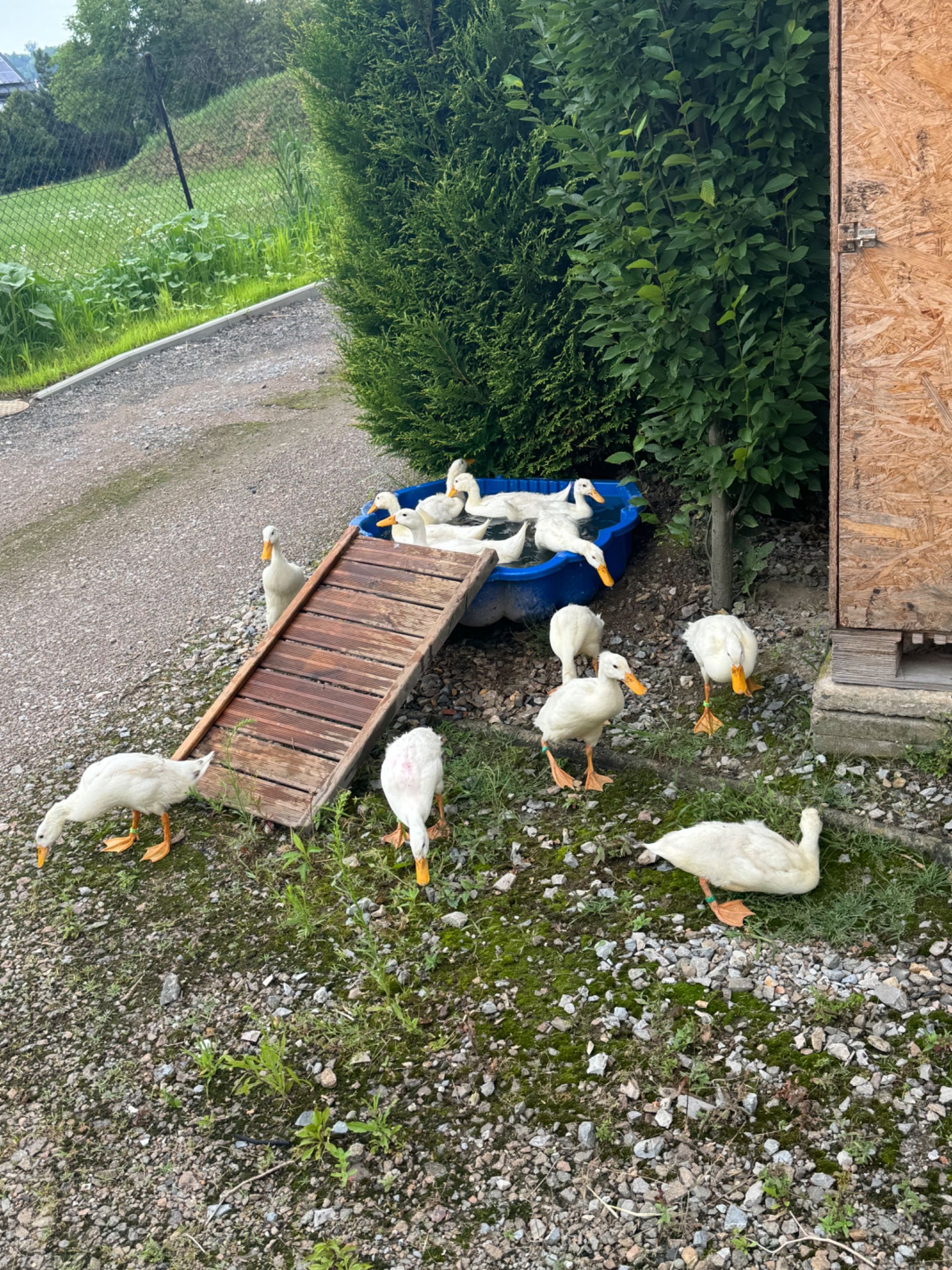 Biegusy śnieżno białe młode