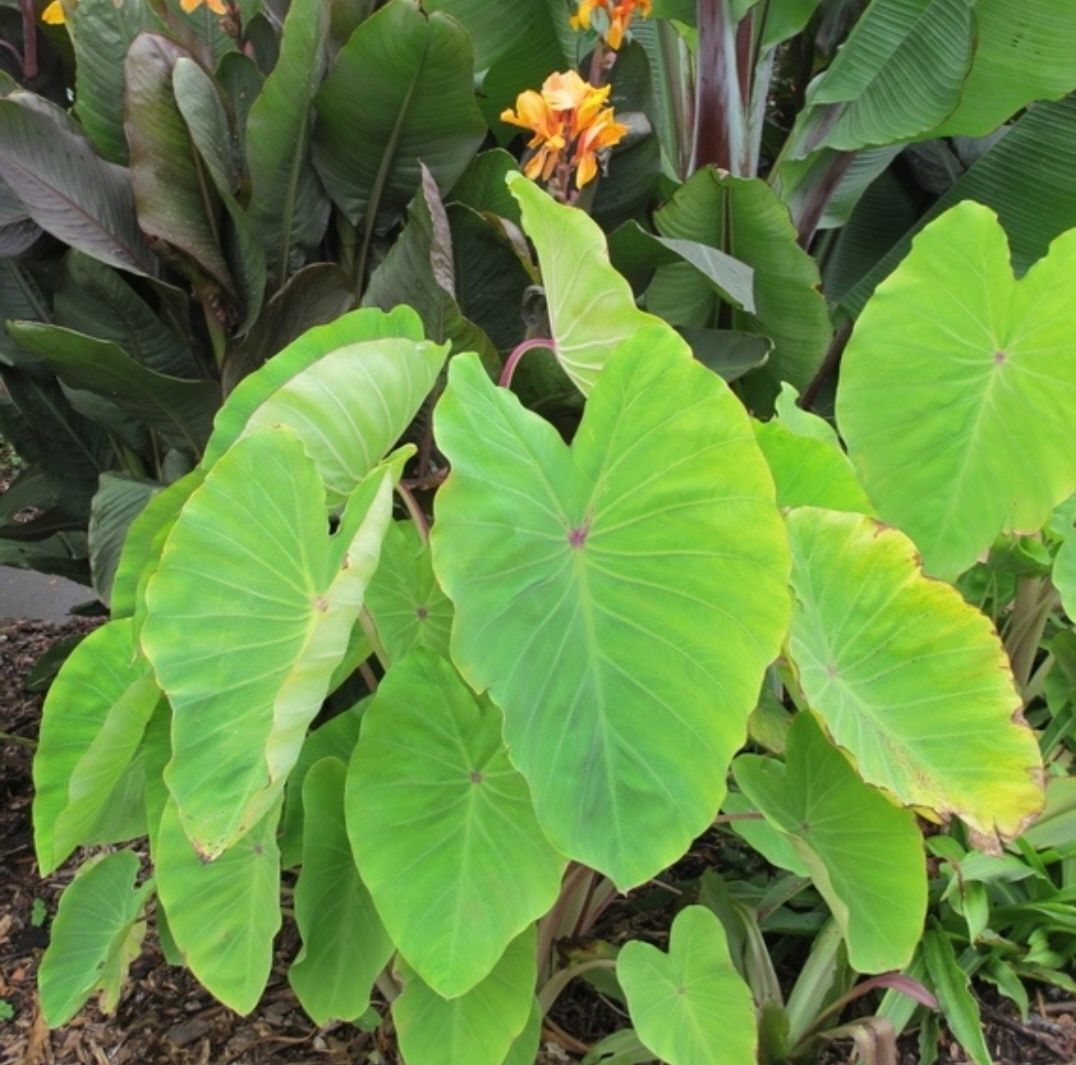 Kolokazja Colocasia Red Eyed Gecko