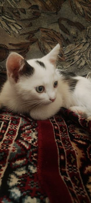 Котенок в хорошие руки