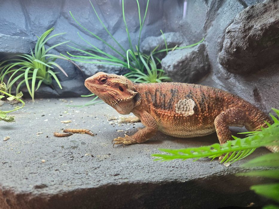 Agama Brodata + Terrarium