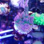 Acropora hyacinthus koralowiec akwarium morskie