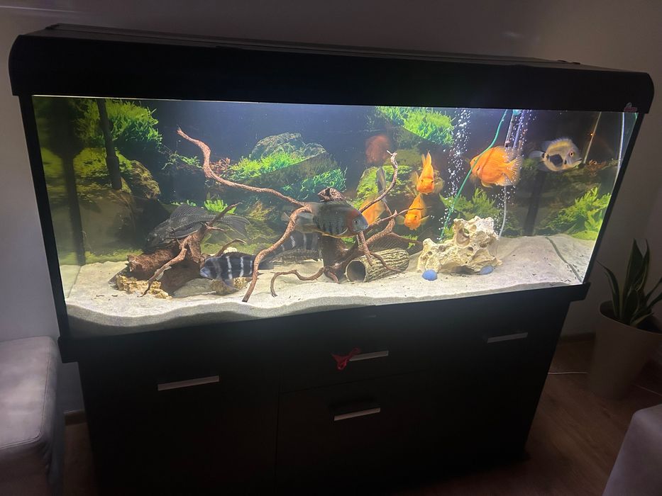 Akwarium 450l z życiem