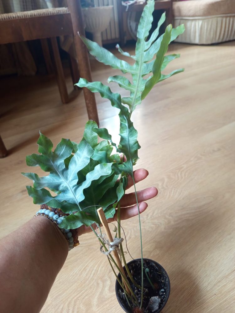 Папороть phlebodium / peperomia prostrata / peperomia