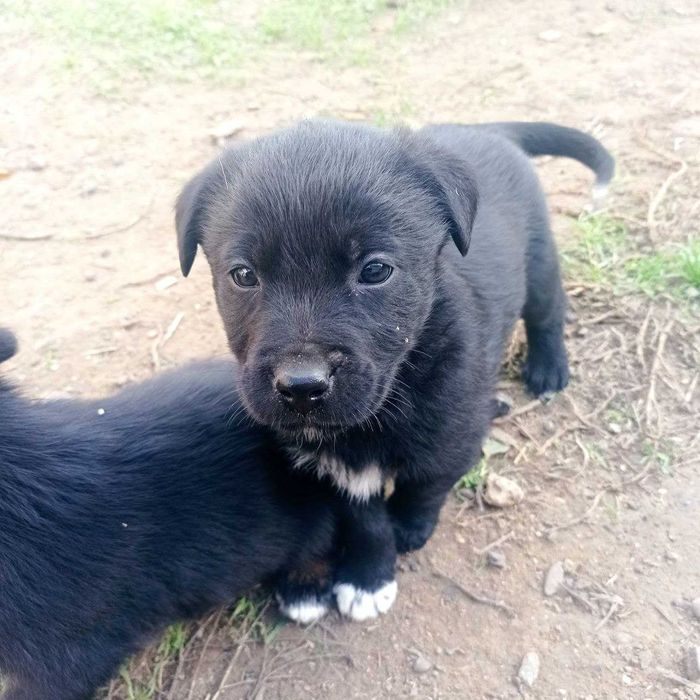 Отдам щенков (на 50% лабрадор)+380 97 574 7782