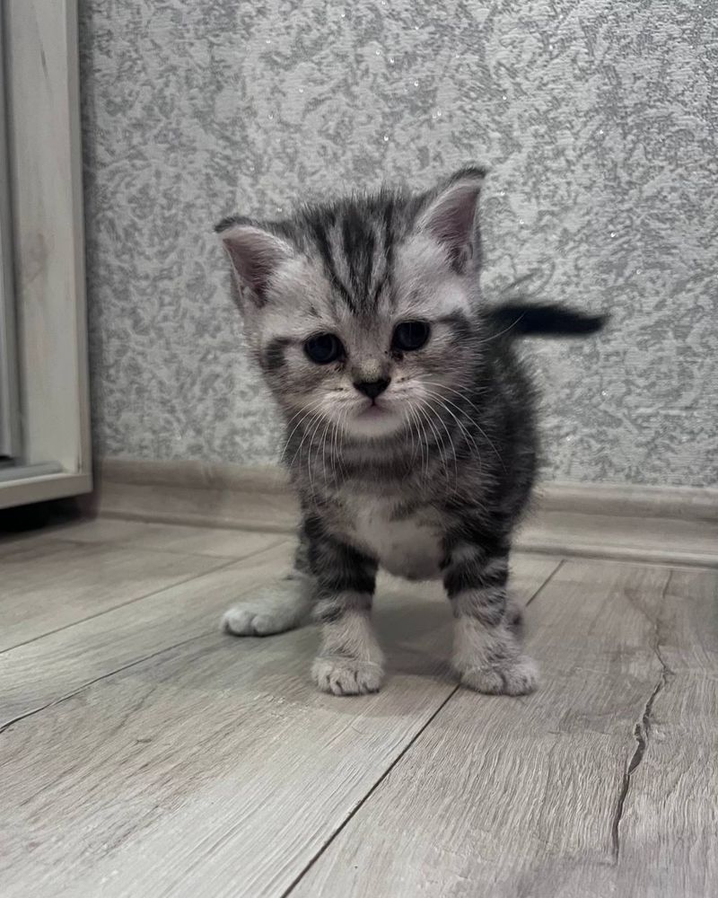 Шотланські кошенята
