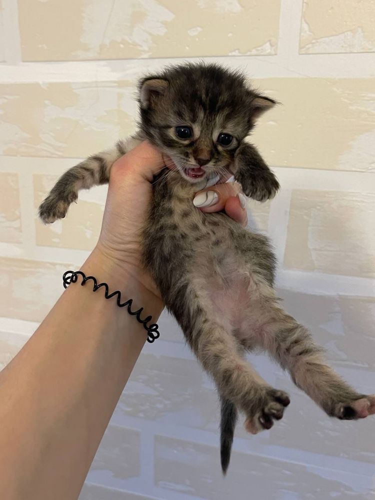Отдадим котят в хорошие руки