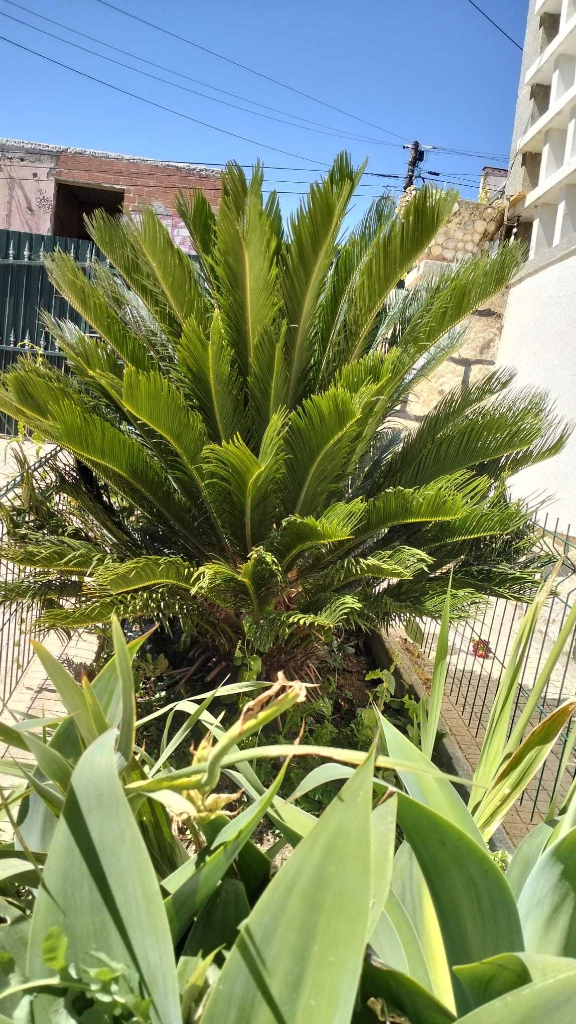 Palmeira Cycas Revoluta