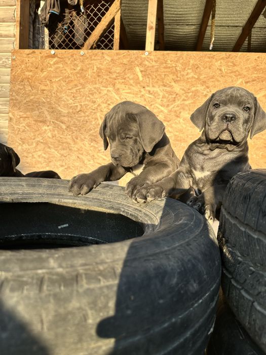 Голубой щенок Робби 2мес Кане-Корсо