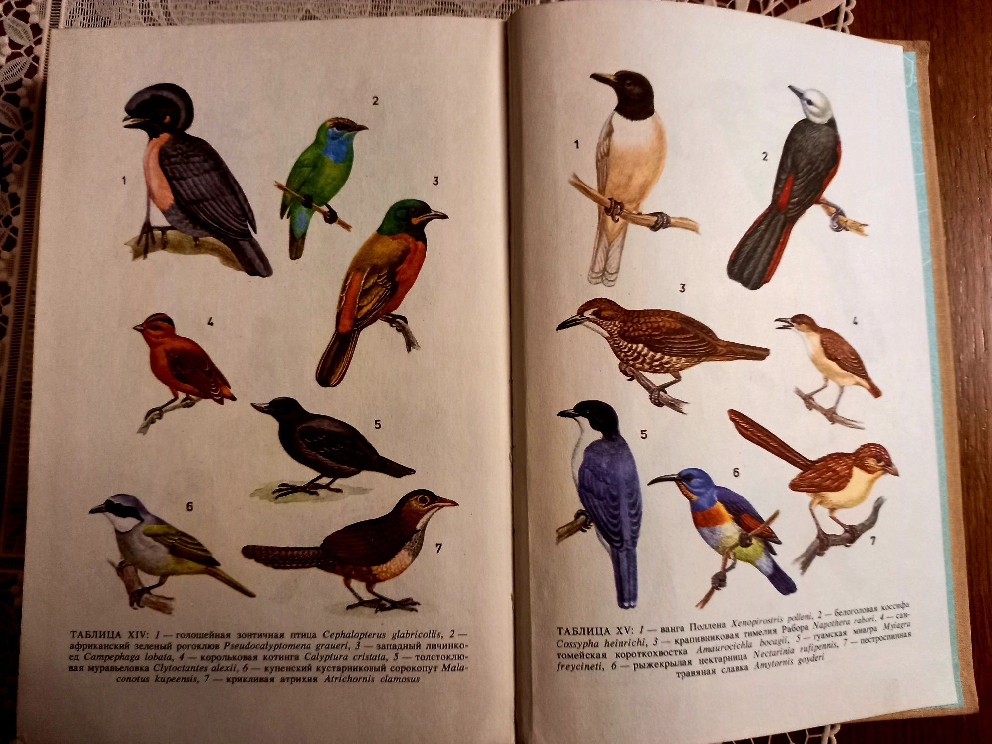 Энциклопедия редких и исчезающих птиц