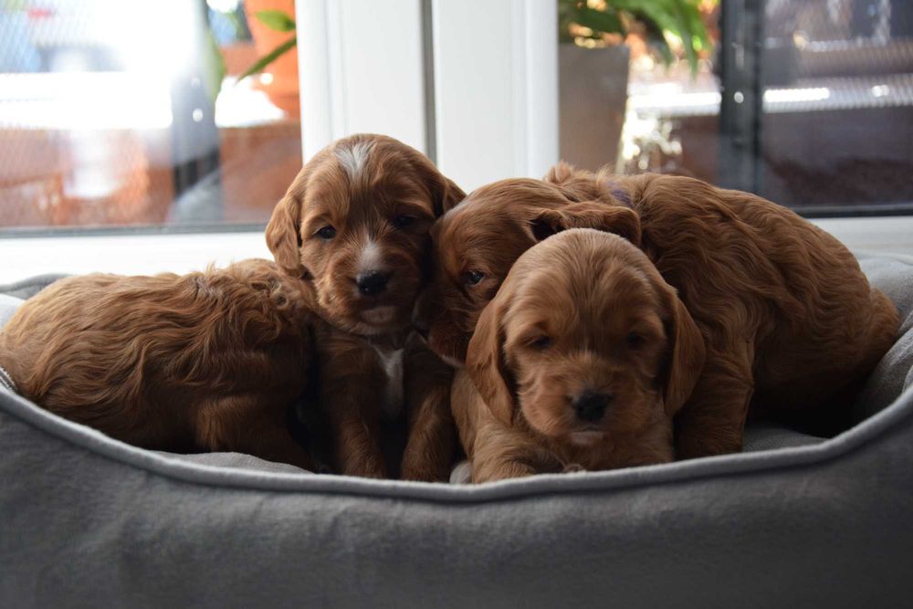 Cockapoo F1 Suczka