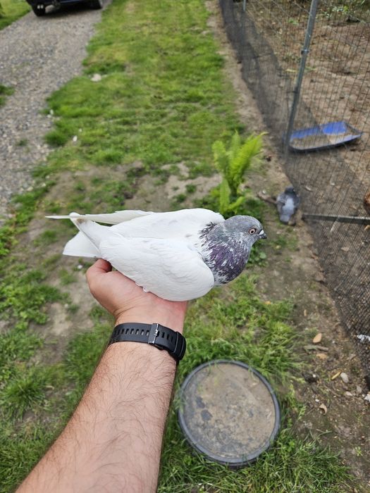 Sprzedam samca budapeszta