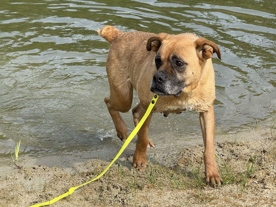 Bokser- piekna suczka Bunia do adopcji!