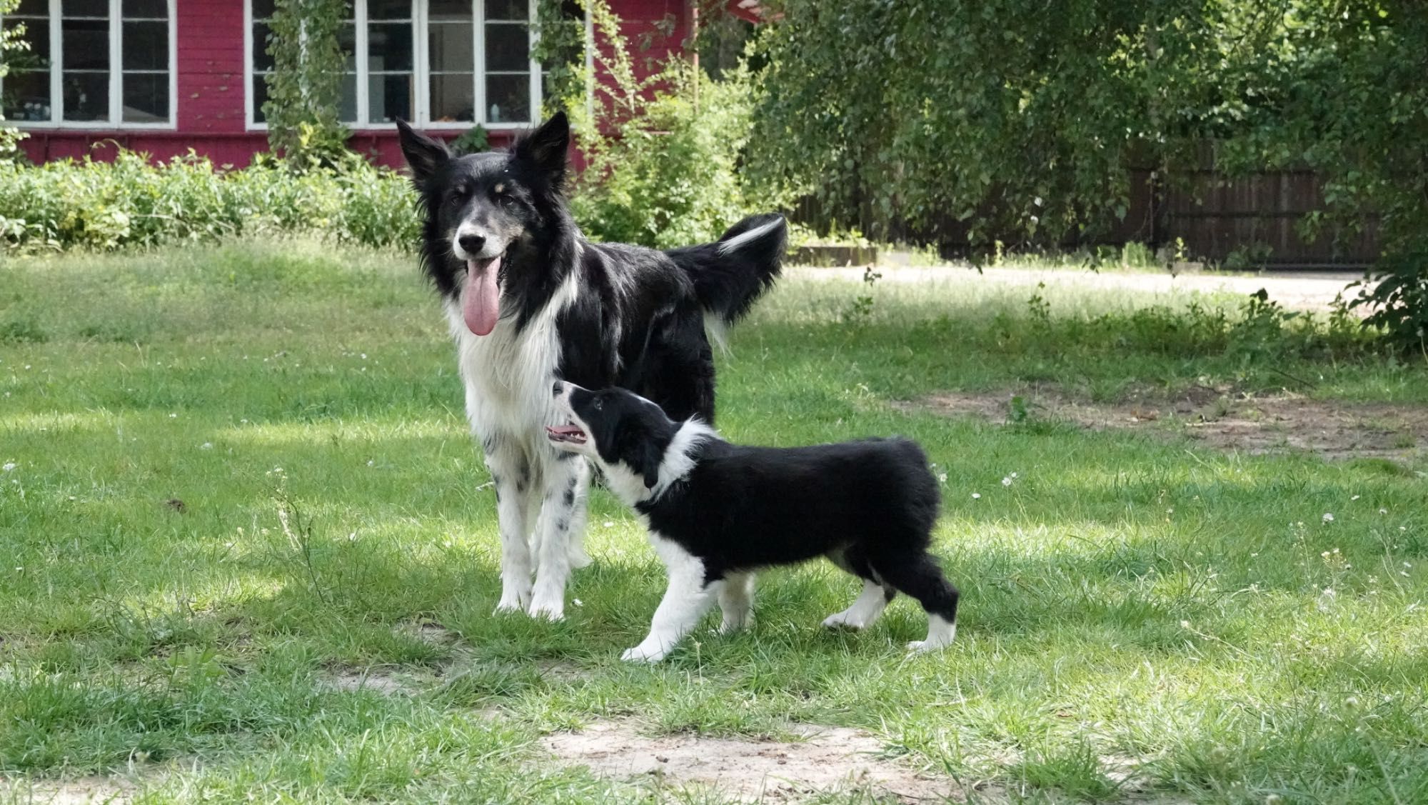 Border Collie piesek czarno-biały, 4 miesiące