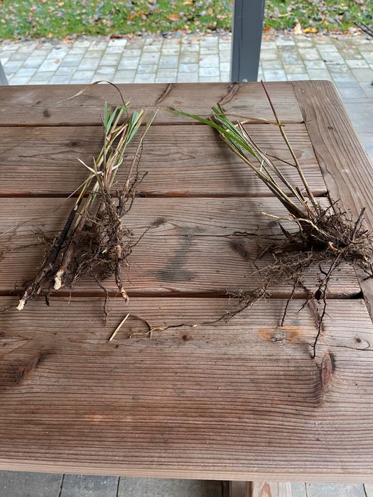 2 sadzonki  miskanta chińskiego