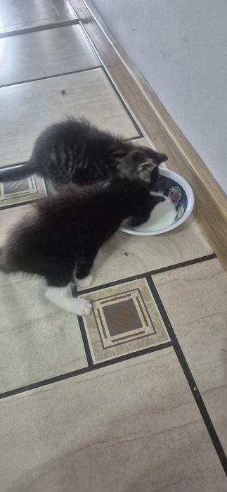 Mam do oddania małego kotka szary kotek