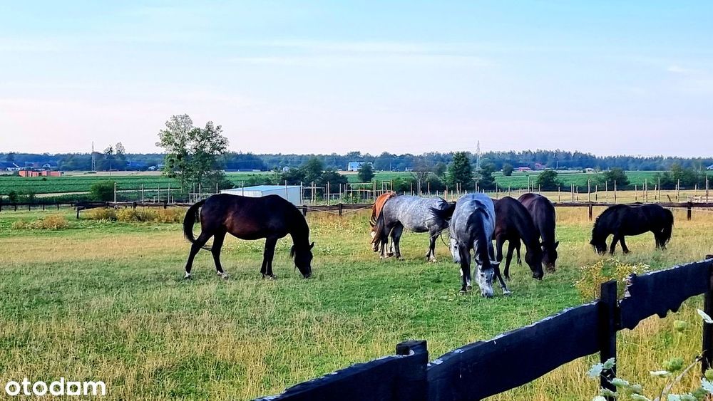 Na sprzedaż działka budowalna z WZ media  Eufeminów Koluszki Brzeziny