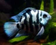 Papagaio Tiger Blue Sapphire Amphilophus citrinellus