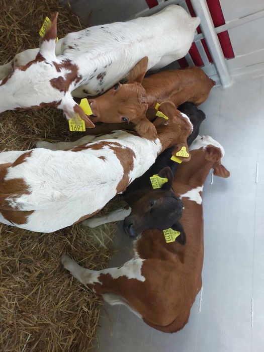 Jałówki 10 sztuk Mięsne Mieszańce Polskie