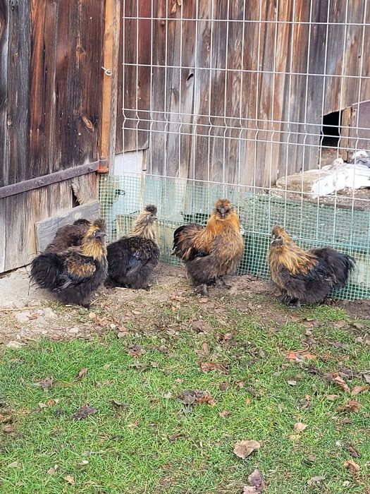 Koguty ras ozdobnych Wyandotte, Silka, Kochin Olbrzymi