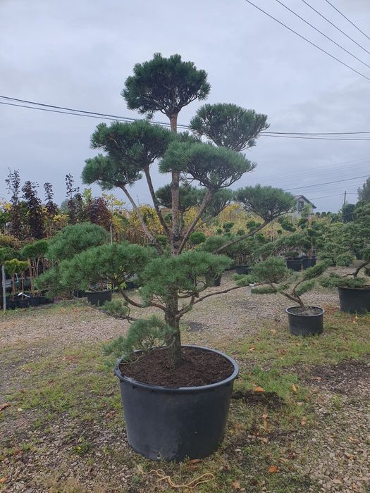 Bonsai z sosny Norks Tip