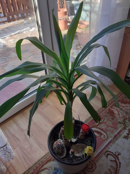 Kwiat pokojowy  juka