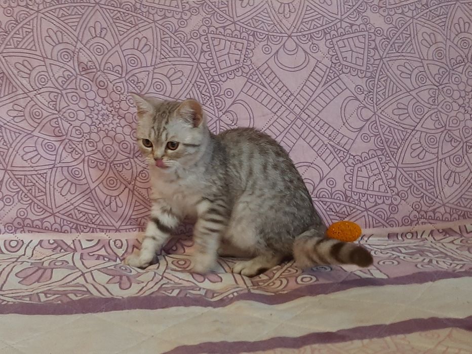 Котик британський 3 місяця.