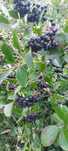 Aronia Ekologiczna
