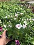 Surfinia Petunia Supertunia Vista - doniczka 12cm