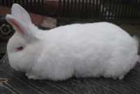 Новозеландський білий кролик самець