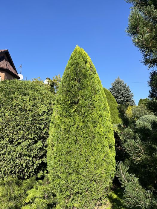 Стрижка хвойных растений