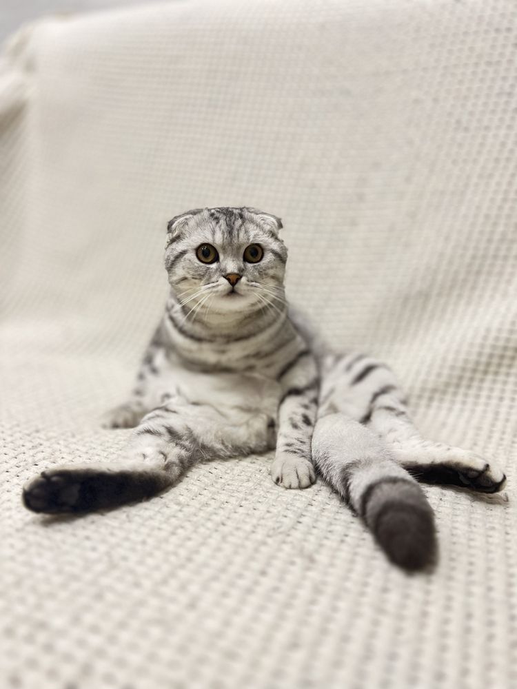 Шотландский кот Вязка