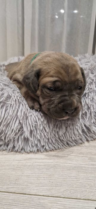 Cane corso piesek rodowodowy