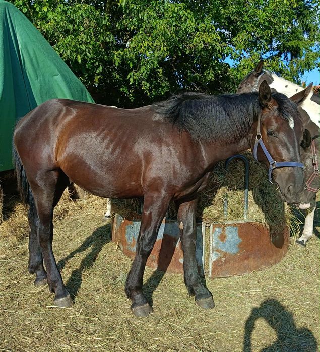 Ogier rasy śląskiej