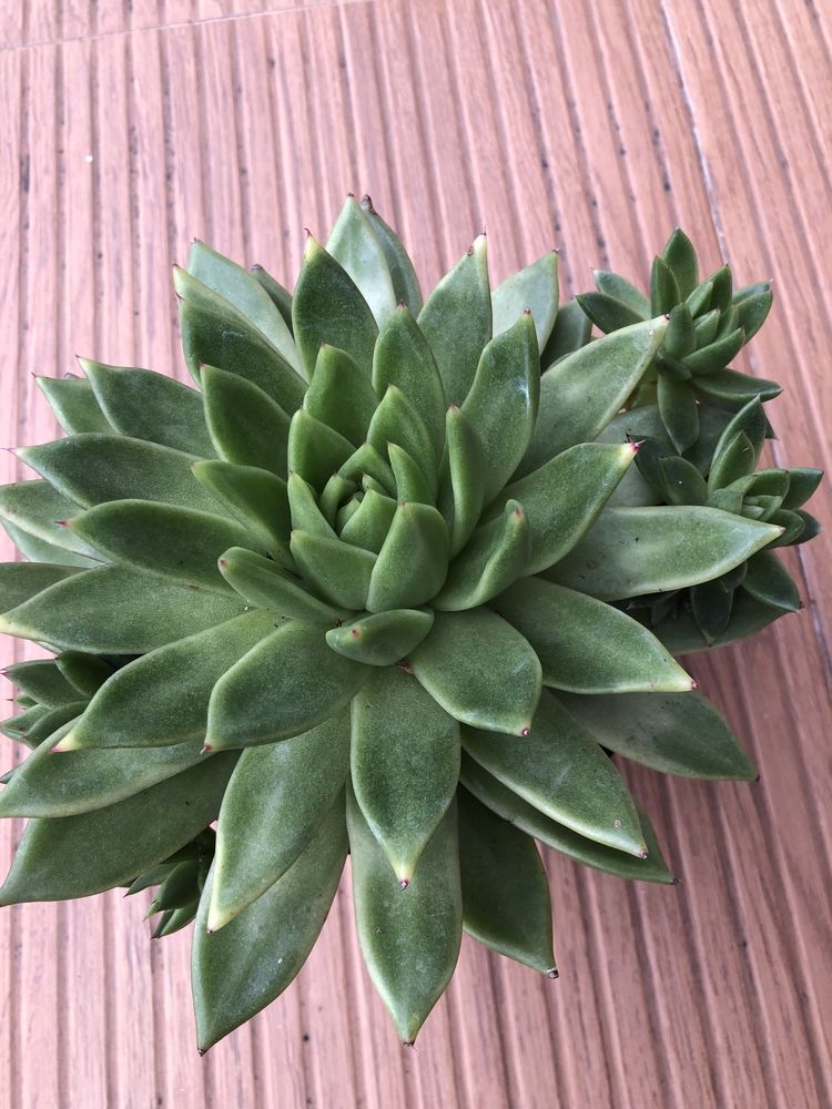 Suculentas - plantas vivas