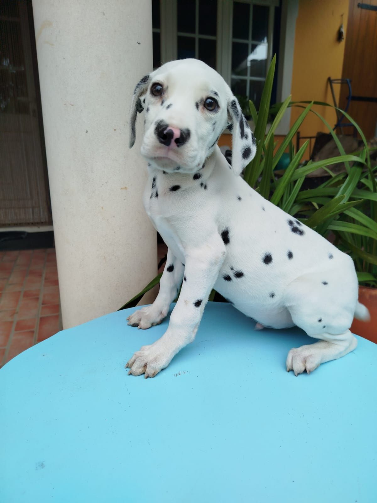 Dálmata com Pedigree (LOP)
