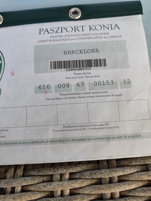 Klacz kobyla slaska 13 lat brzyczka