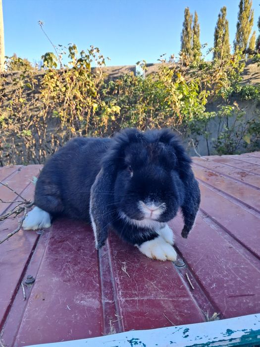 Кролі рш, фб, нсв