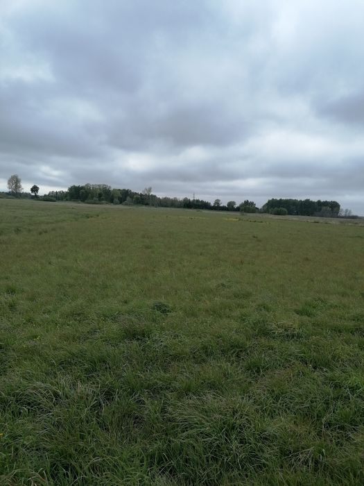 Działka rolna łąka 2.5h ładnie utrzymana Darłowo