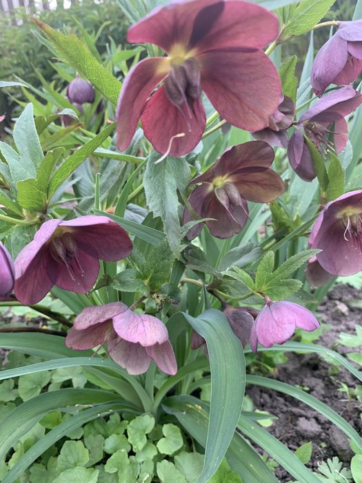 Морозники різного кольору