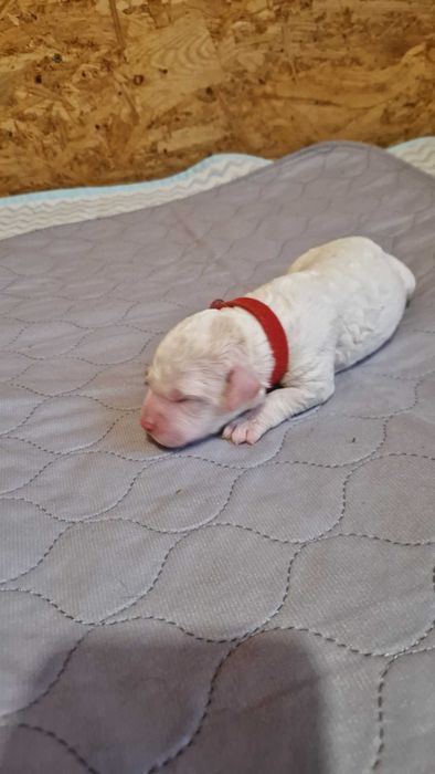 Włoski Pies Dowodny Lagotto Romagnolo ZKwP Oddział Bydgoszcz