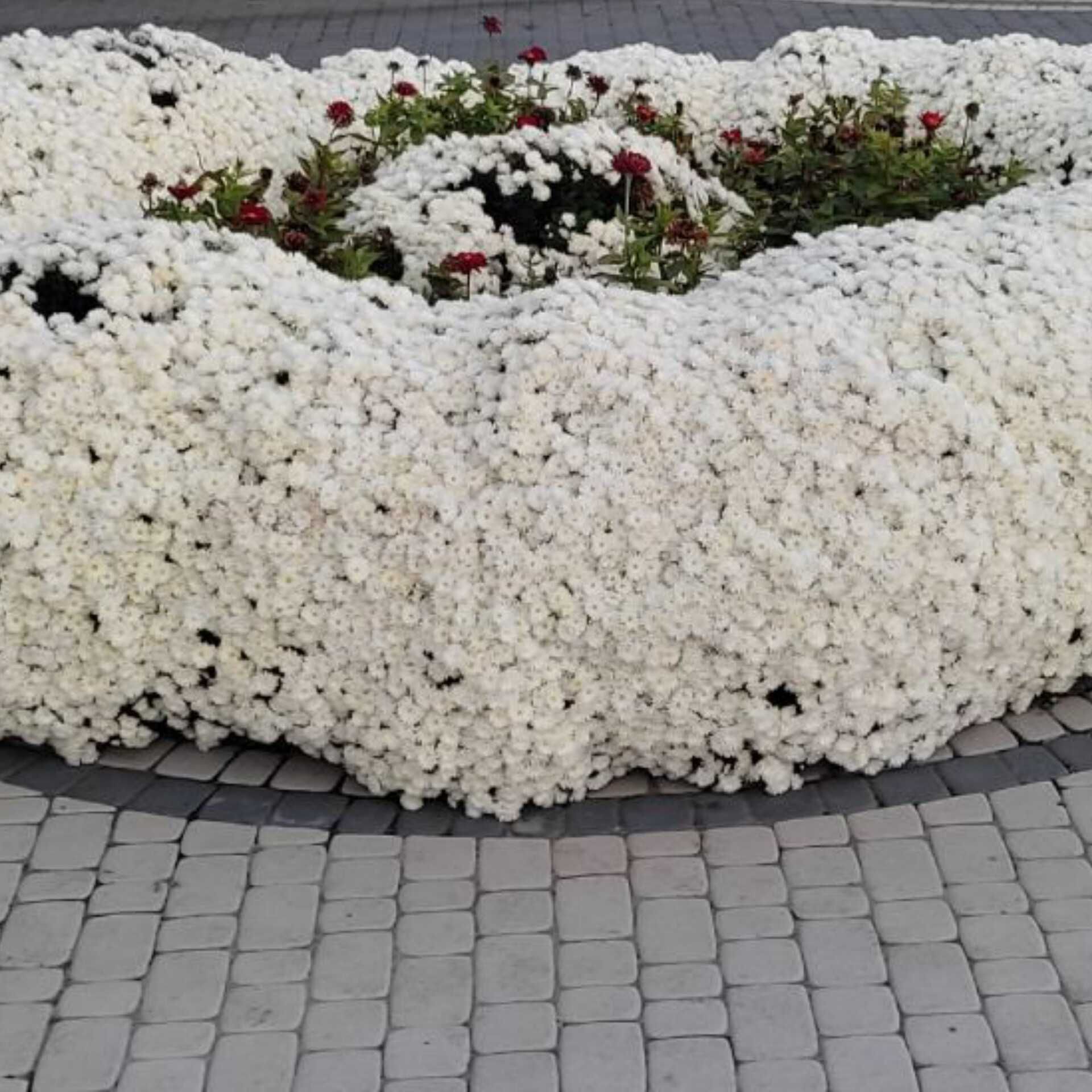 Хризантеми білі для вашого саду.