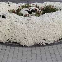 Хризантеми білі для вашого саду.