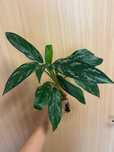 Sadzonka Szczytowa Aglaonema