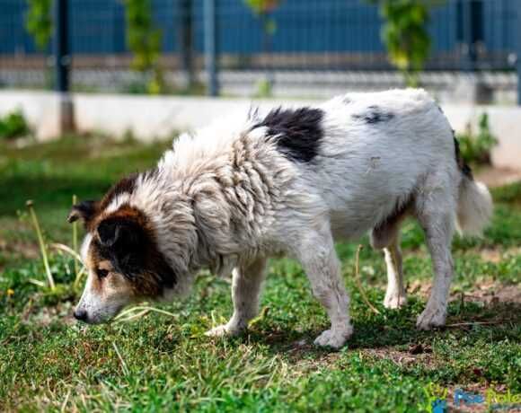 Starszy piesek CHULIGAN szuka nowego domku!